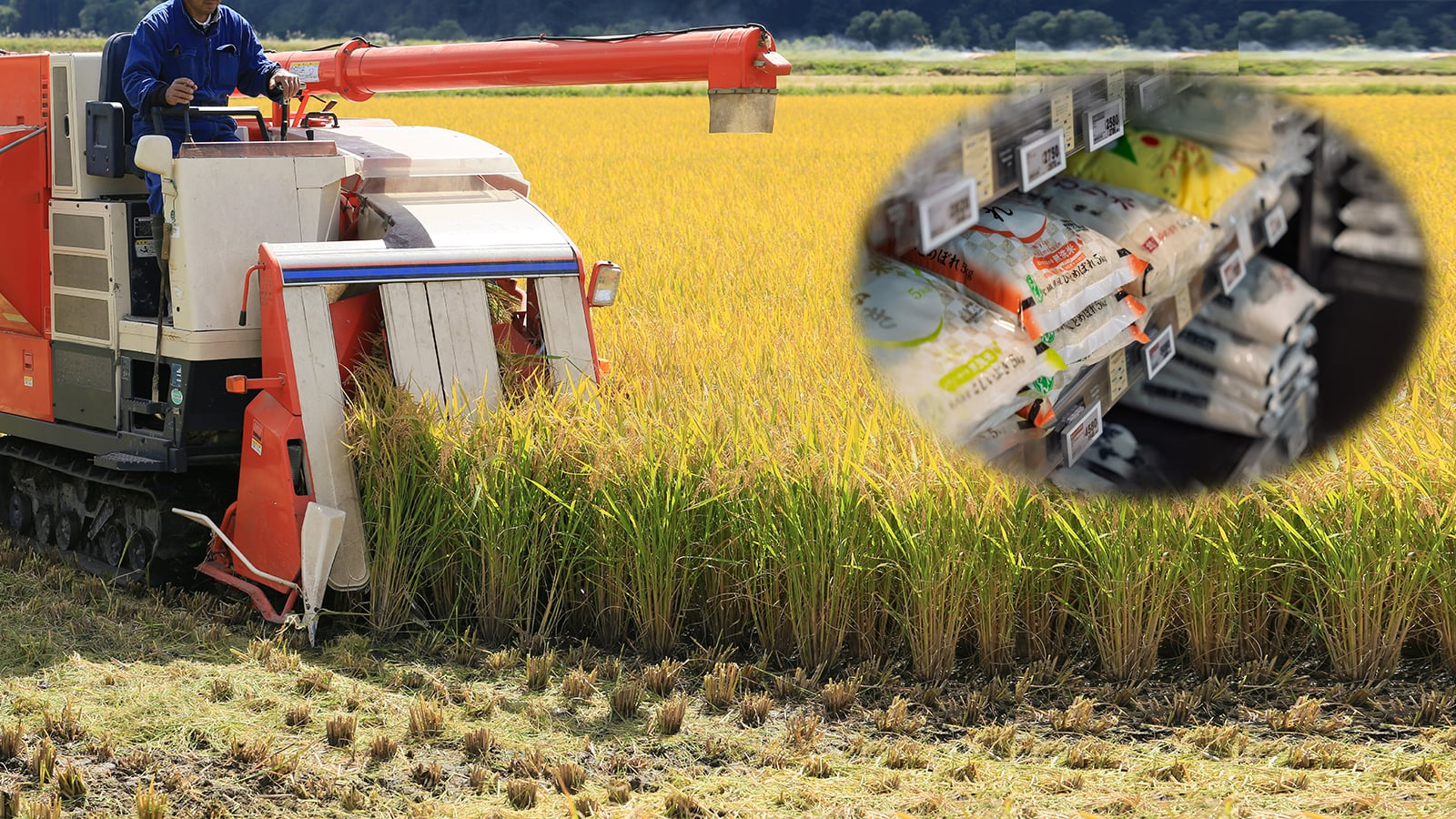 コメ生産者の利益を最優先に考えた日本農政の失敗ー「令和の米騒動はなぜ起こったか」ー